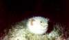 porcupinefish_small.jpg