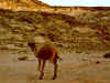 camel.jpg (12955 bytes)