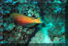 parrotfish.jpg (60746 bytes)