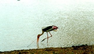 stork.jpg