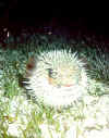 porcupinefish1.jpg (17980 bytes)