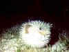 porcupinefish.jpg (15426 bytes)