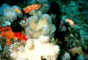 coral1.jpg (18511 bytes)